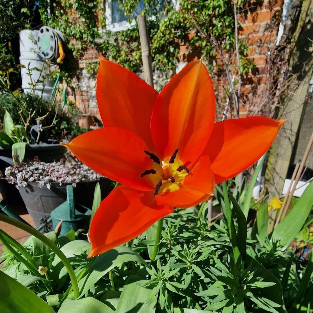 My garden has started to bloom