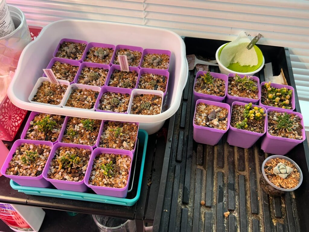 Sometimes I question my sanity when I’m watering