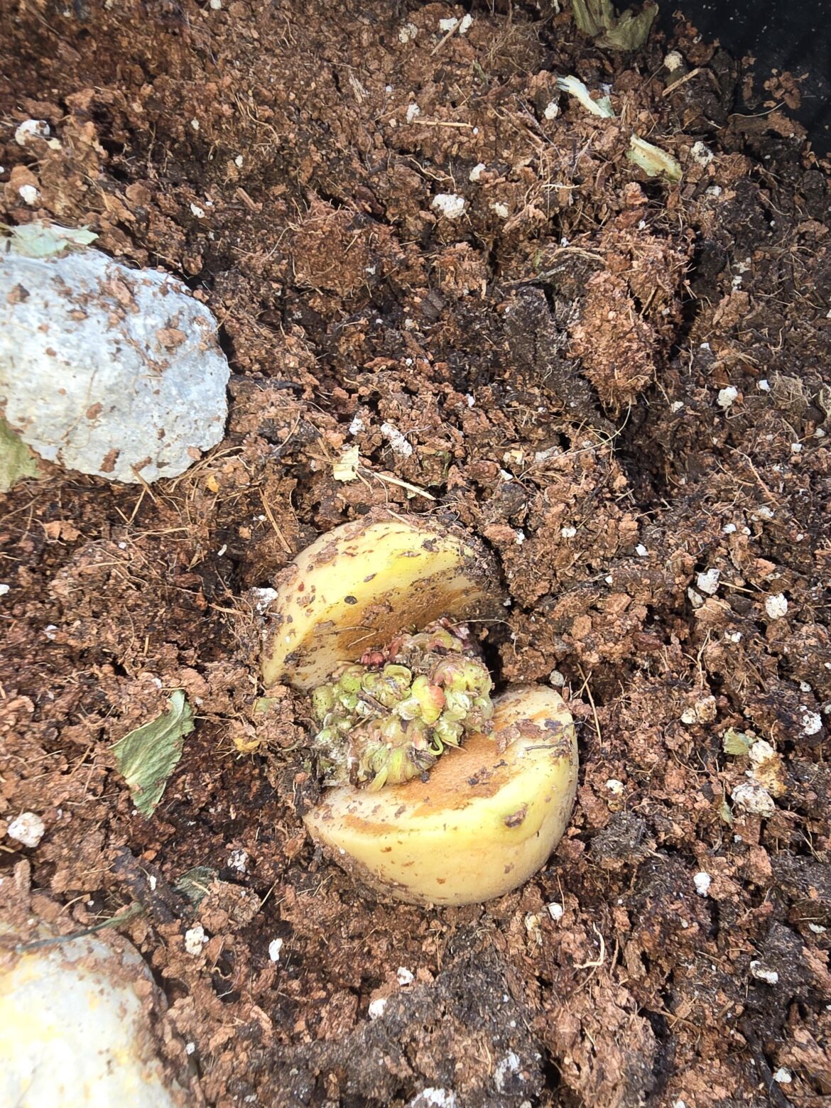 What is wrong with my avocado seed