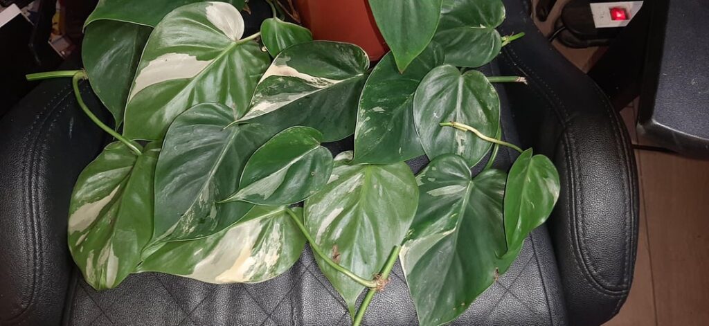 I cant believe i just won the plant lottery