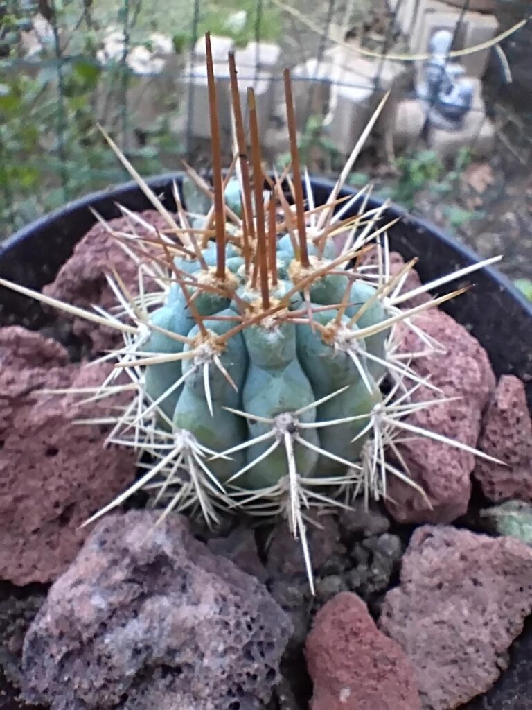 Browningia hertlingiana