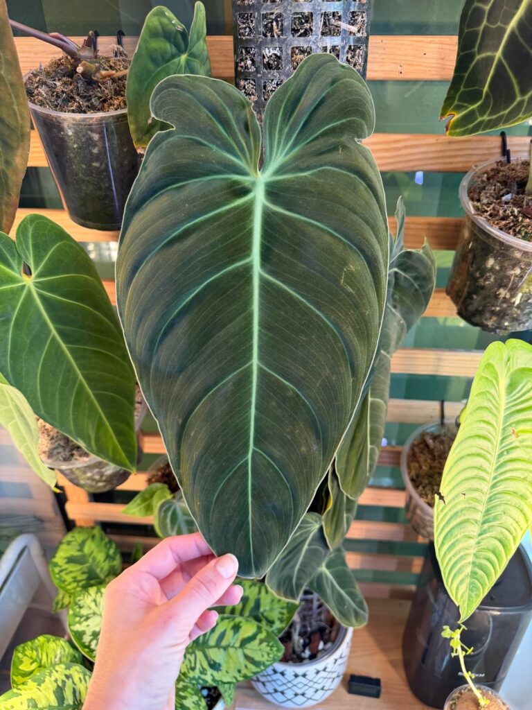 Anyone ever had a melano cycle between putting out new leaves via cataphyll and petiolar sheath? Anyone ever had a melano cycle between putting out new leaves via cataphyll and petiolar sheath?
