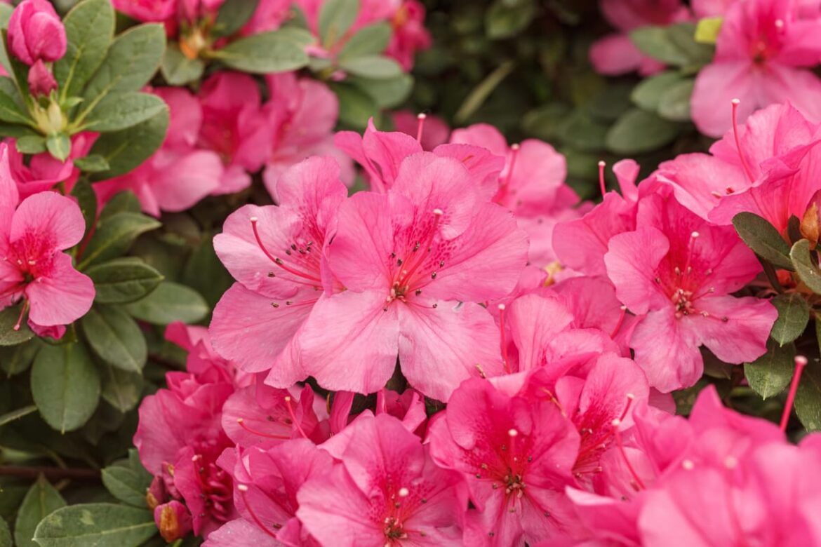 2026 is the Year of the Azalea 2026 is the Year of the Azalea