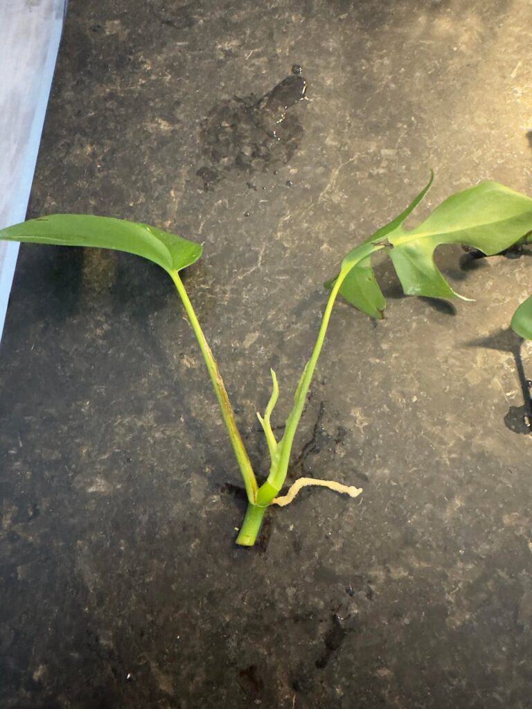 Mini Monstera Propogation