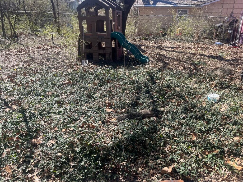 Advice for destroying weedy yard, including honeysuckle Advice for destroying weedy yard, including honeysuckle