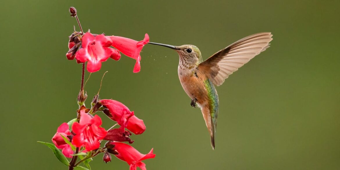 The 16 Best Flowers to Attract Hummingbirds to Your Garden