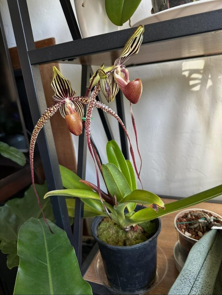 Paph. Prince Edward of York