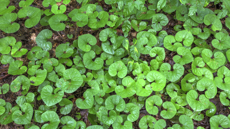 Wild ginger growing as ground cover.