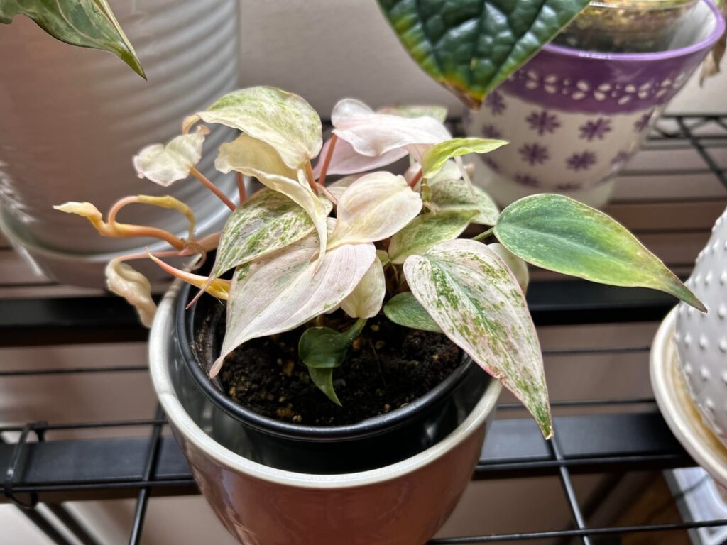 Pink Micans Mint Variegated