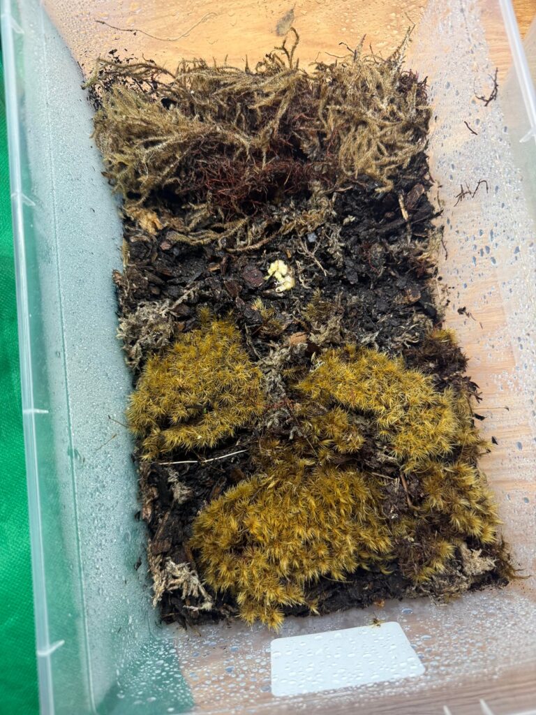Yellow moss? What am I doing wrong?