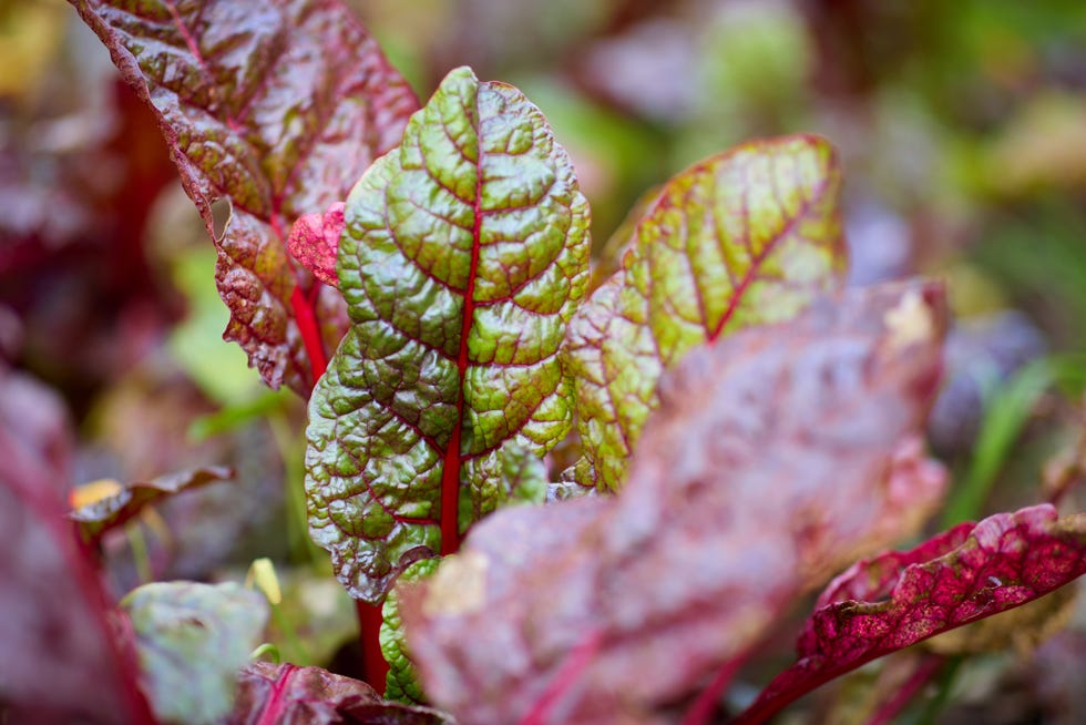 underrated veggie swiss chard