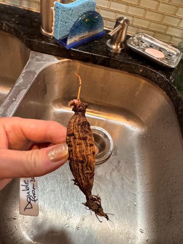 Had found this shriveled dahlia tuber on Nov 5 growing leathery shoots in the back of our curio fallen &forgotten about for 1.5 years; planted in the grow tent for the winter - has plumped up & produced more tubers in 4 months! Had one wonky bloom!