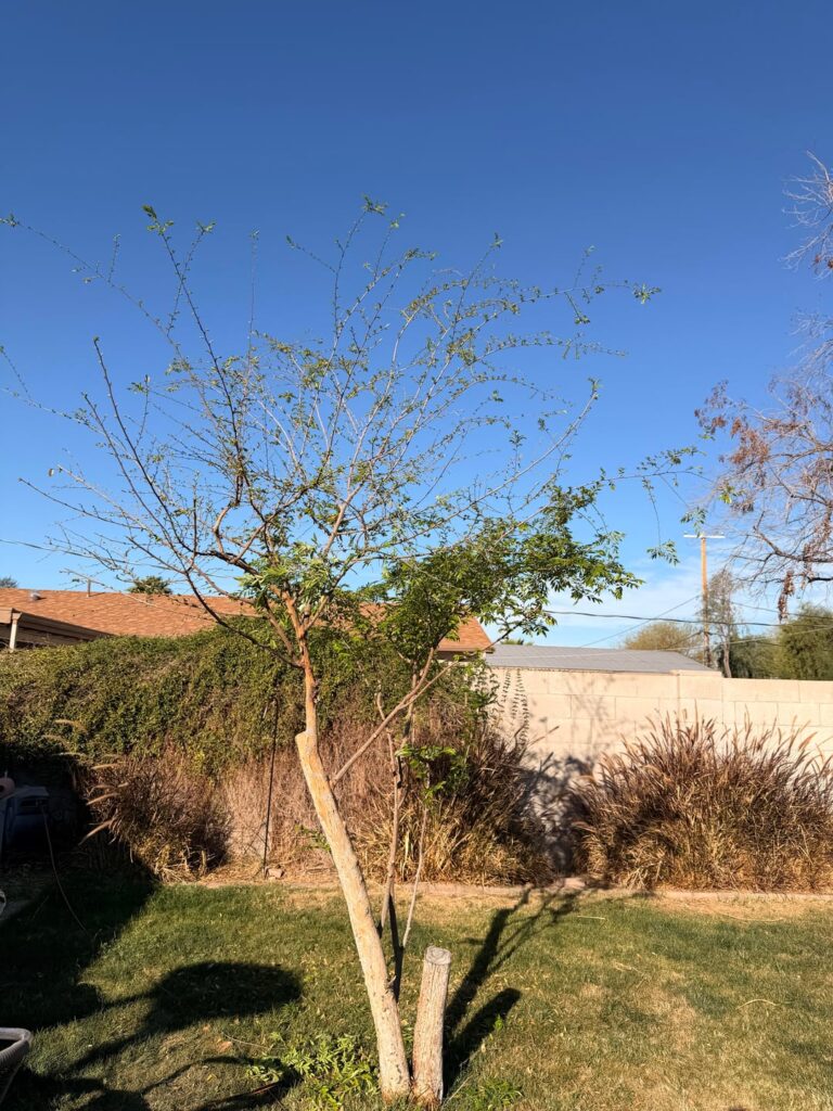 Dead Chinese elm resurrection Dead Chinese elm resurrection