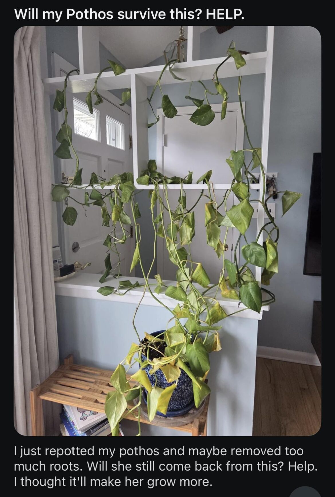cut off roots to make your plant grow more