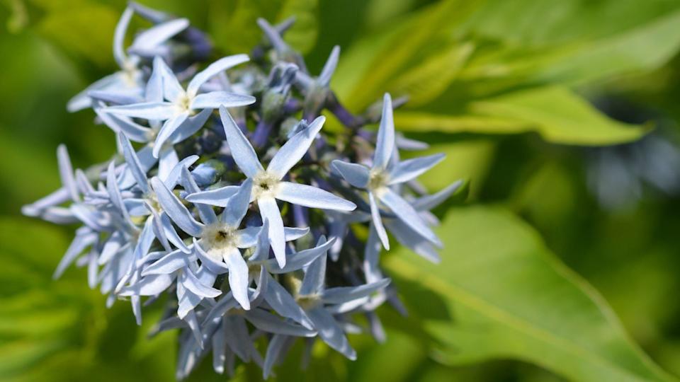 bluestar (amsonia) flowers.