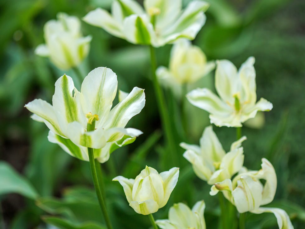 Blooming white tulips against spring garden background