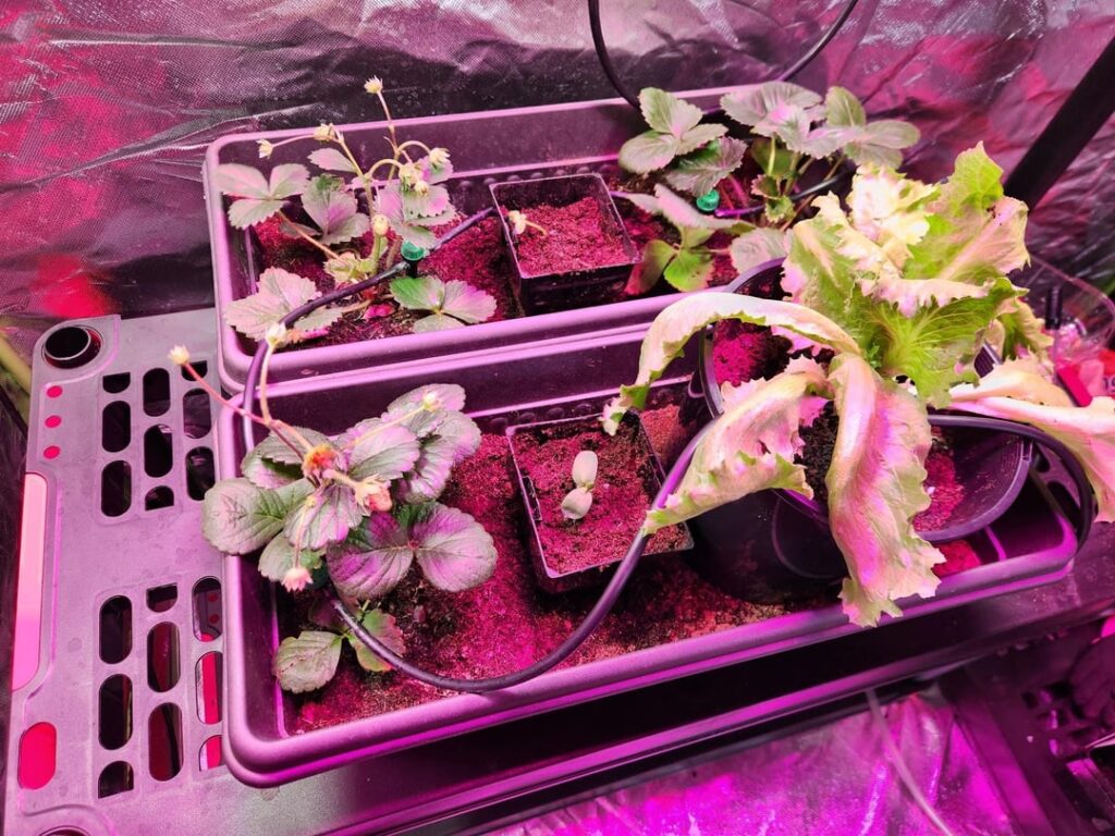 How are these plants doing?