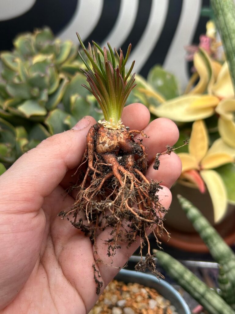 Do my bitterroot (Lewisia rediviva) count? Do my bitterroot (Lewisia rediviva) count?
