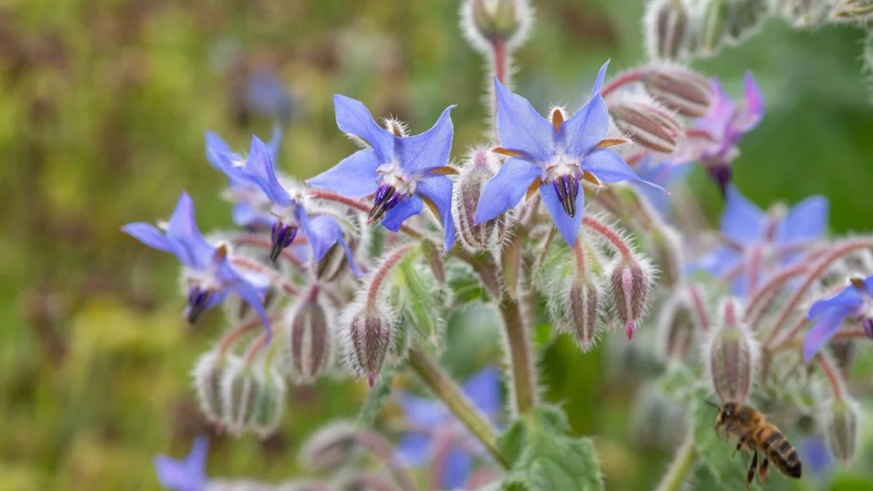 Close up of borage (borago officinalis) flowers in bloom