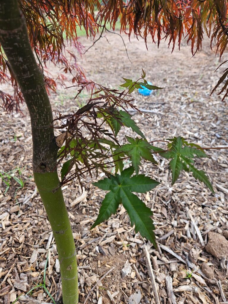 Anyone seen big leaves before on a Crimson Q ueenJapanese Maple?