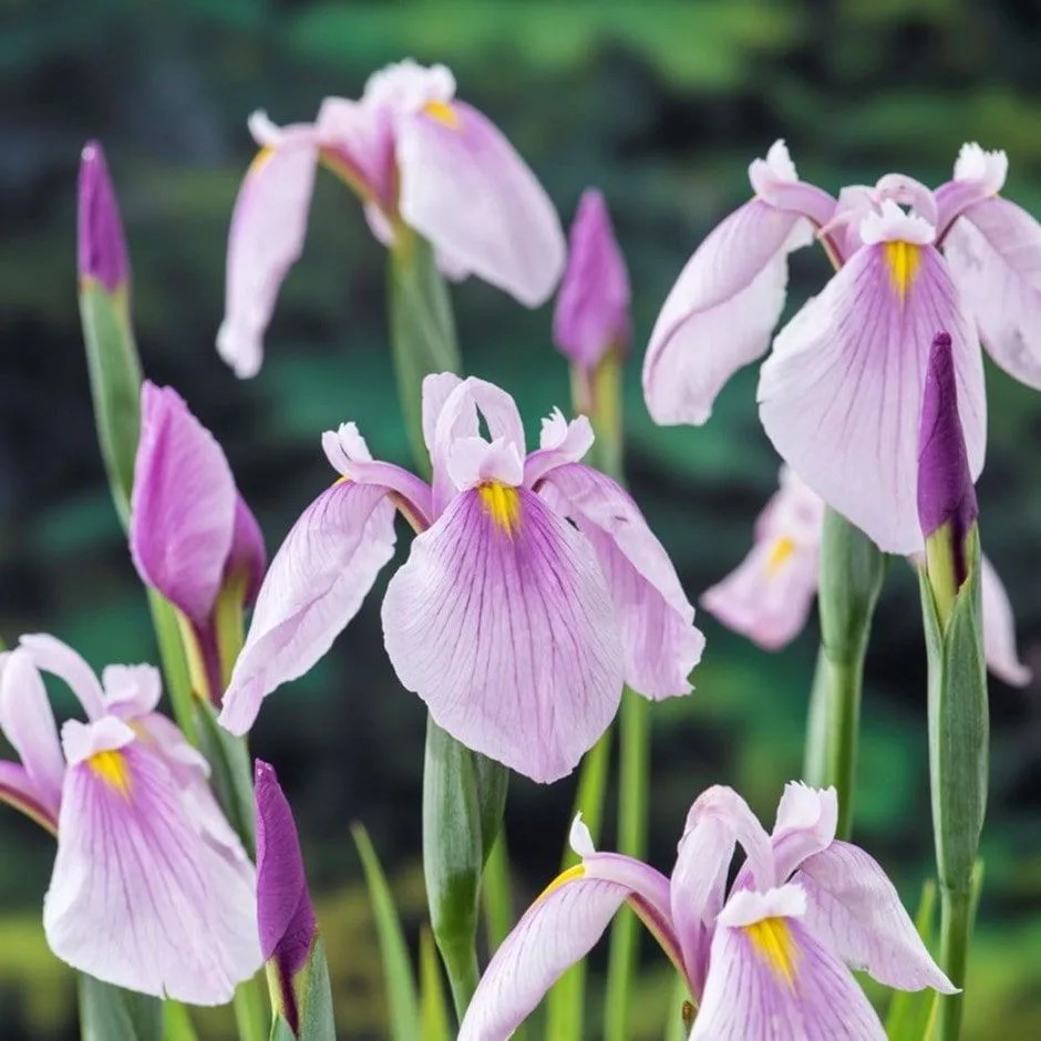 What to know about 'pollywiggle' gardens
