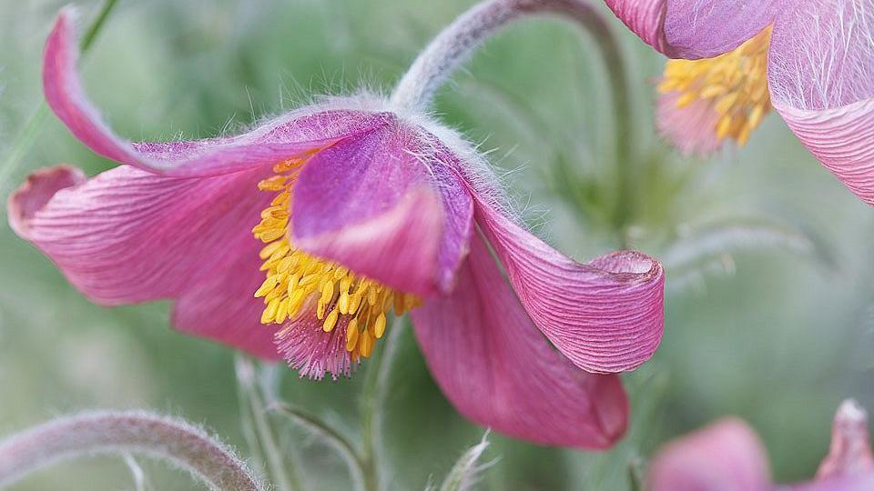Deadline nears for gardens photo competition Deadline nears for gardens photo competition