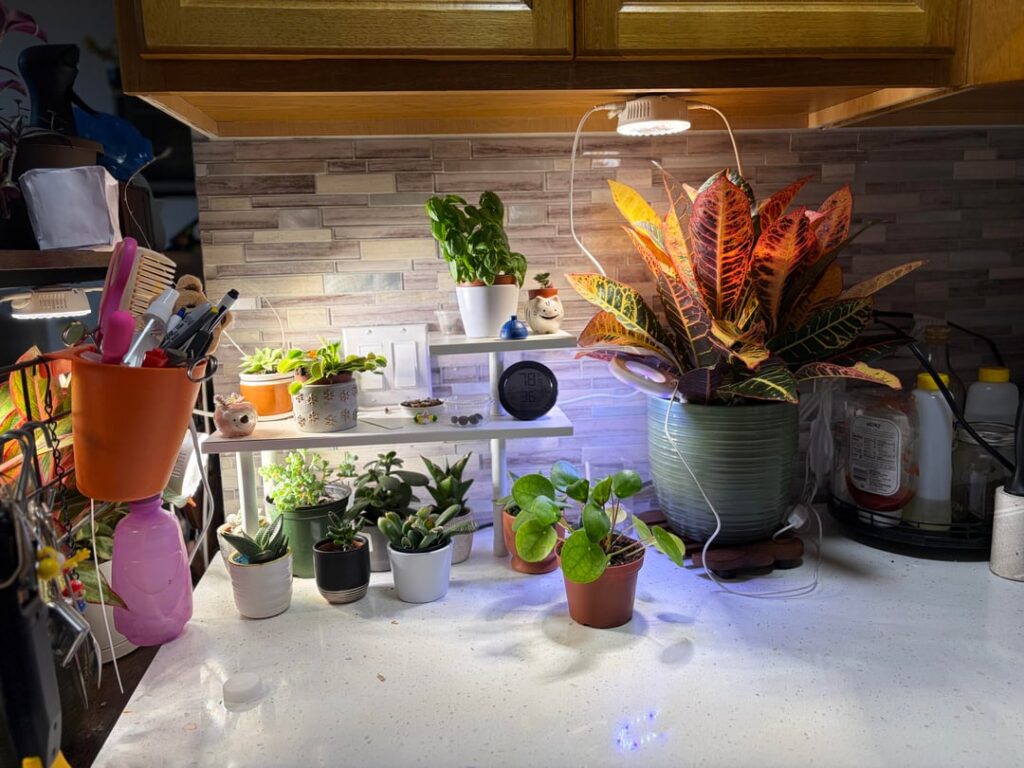 Which succulents lives the longest? Which succulents lives the longest?