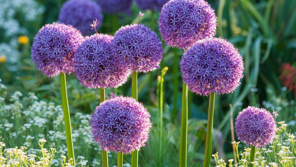 rhs garden, wisley, surrey: allium globemaster onion, bulb, purple