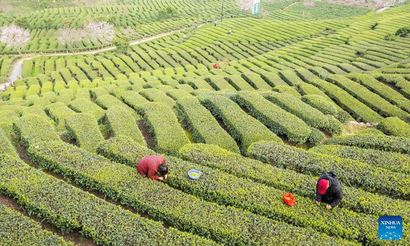 Farmers pick tea leaves at a tea garden in Maoping Town of Zigui County, Yichang, central China's Hubei Province, March 13, 2026. Photo: Xinhua