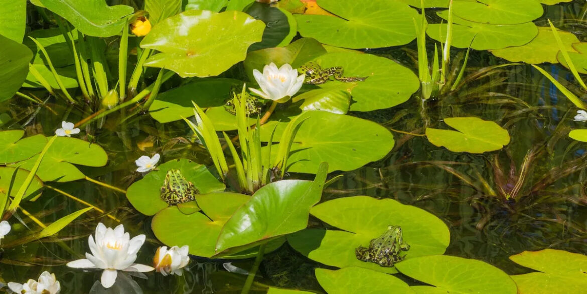 Never heard of a 'pollywiggle' garden? It could be the answer to your slug problem