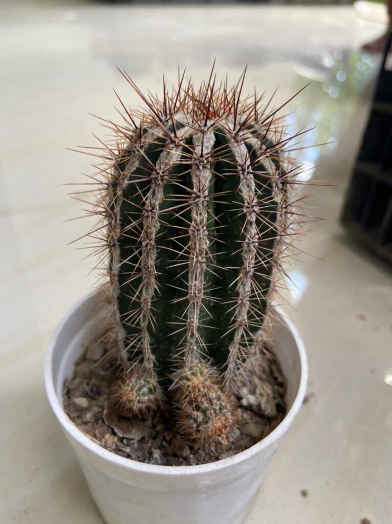 Help identify this cactus