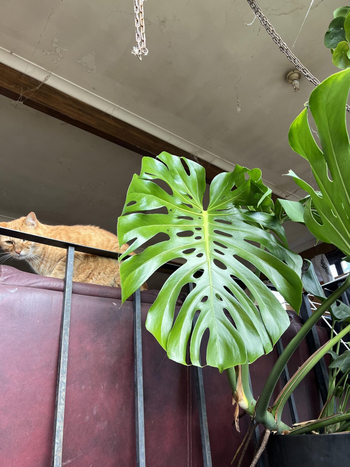 New leaf