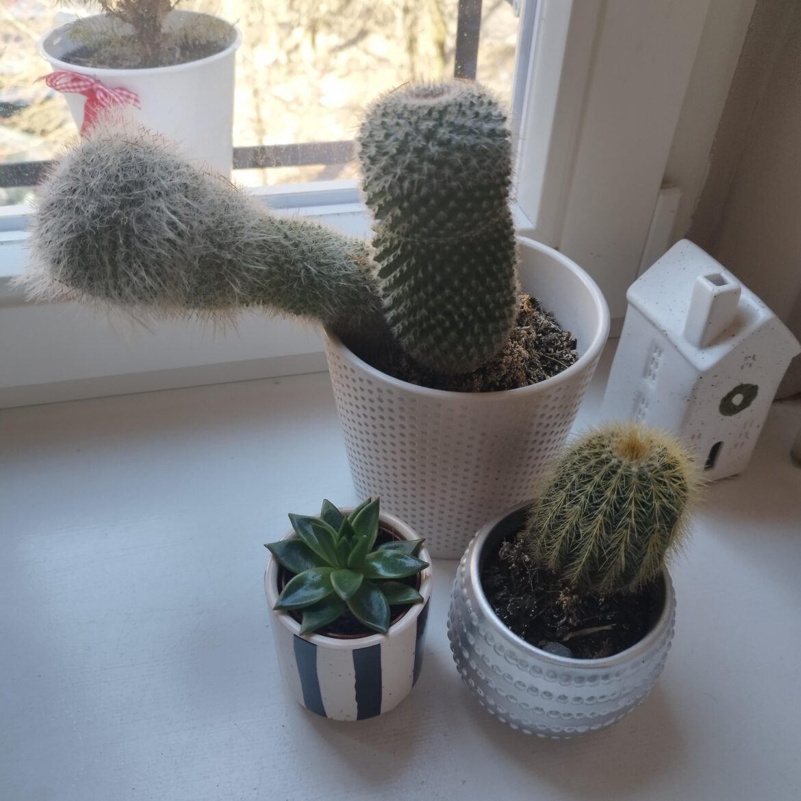 The beginning of my cacti journey