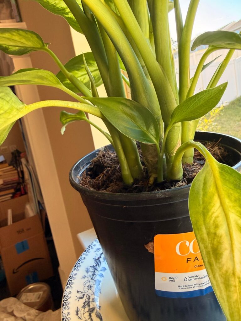 I don’t know who she is and what she needs expect water every 2 weeks and sun