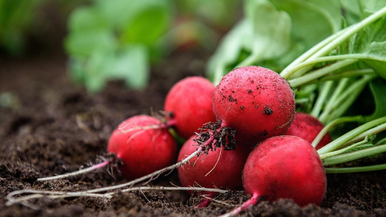 Harvesting red radishes in the garden