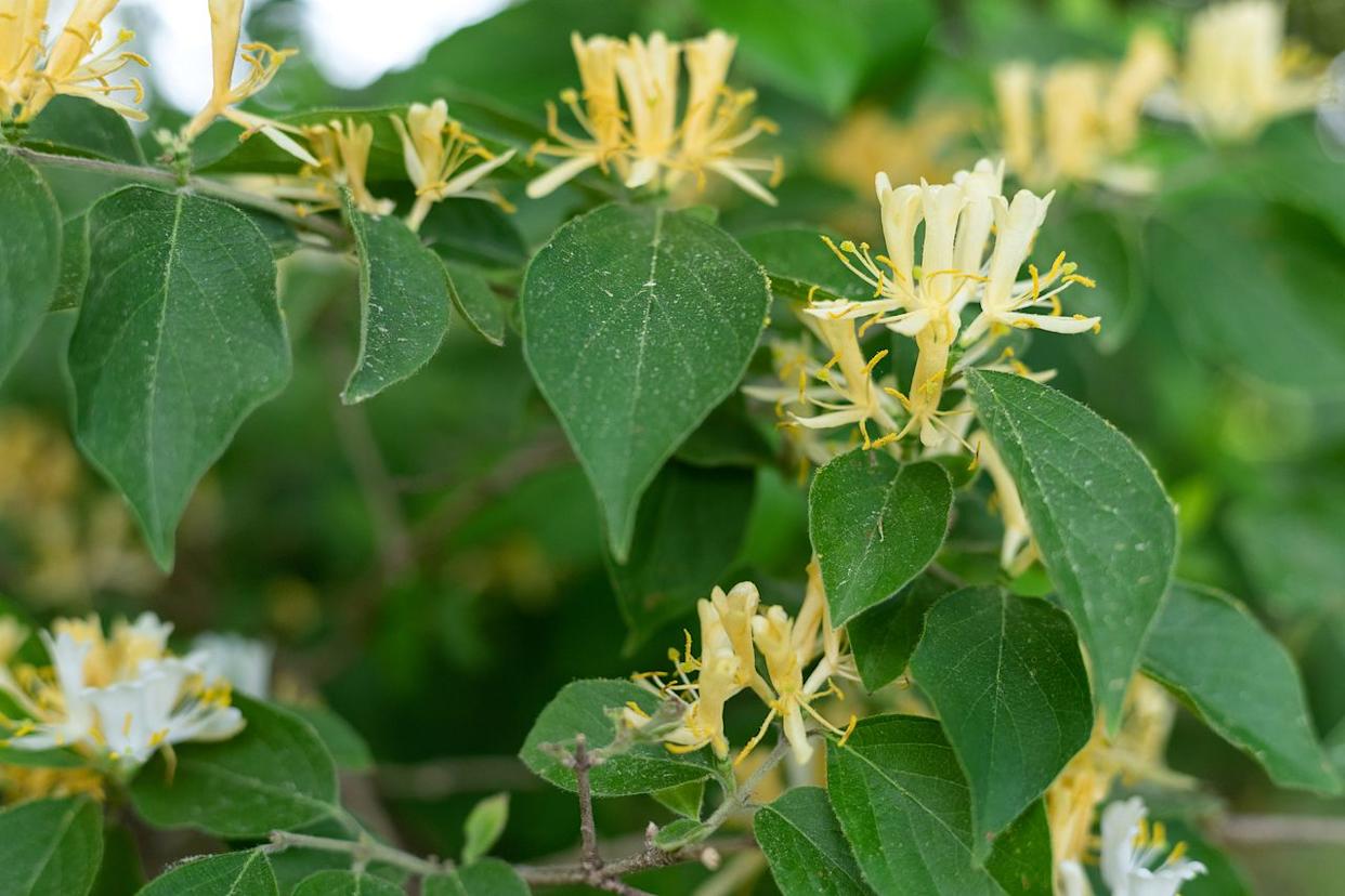 Credit: Getty Images / Ricky Kresslein