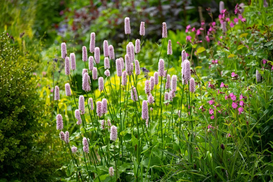 a herbaceous perennial plant with fluffy flower spikes of pale pink. flowering in late may in a uk garden.
