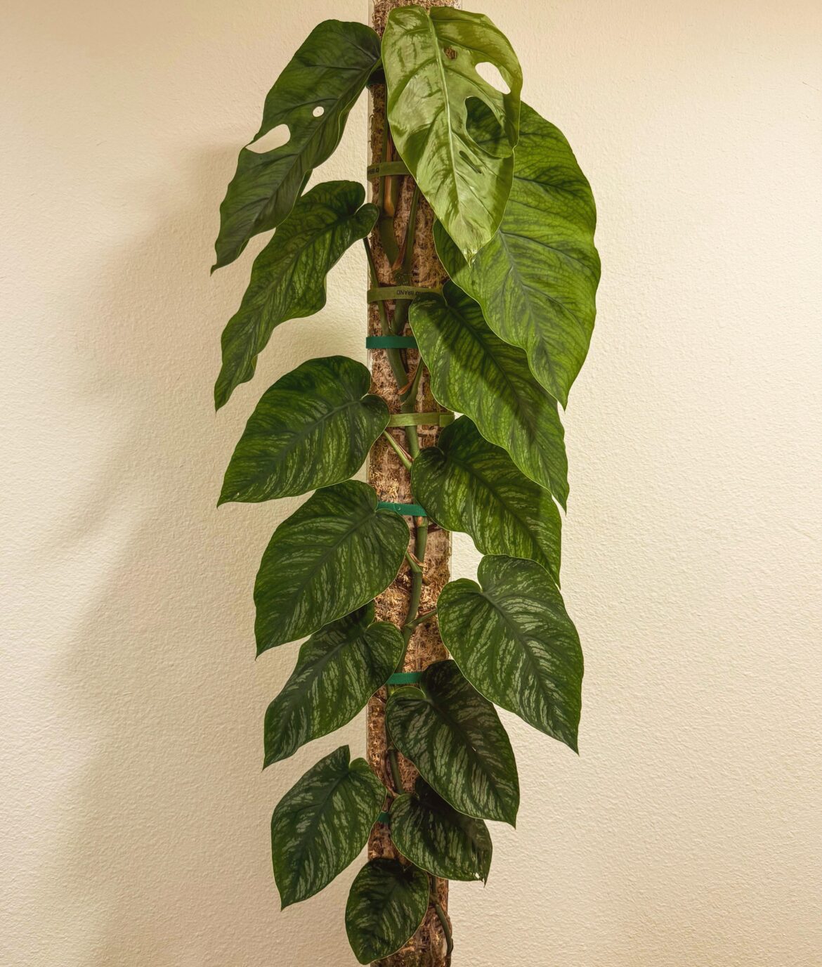 m. dubia