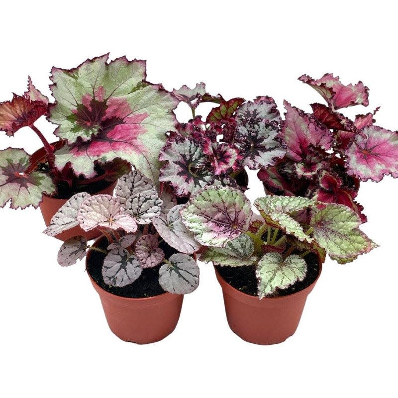 37 Low-Light Houseplants That THRIVE in Darkness