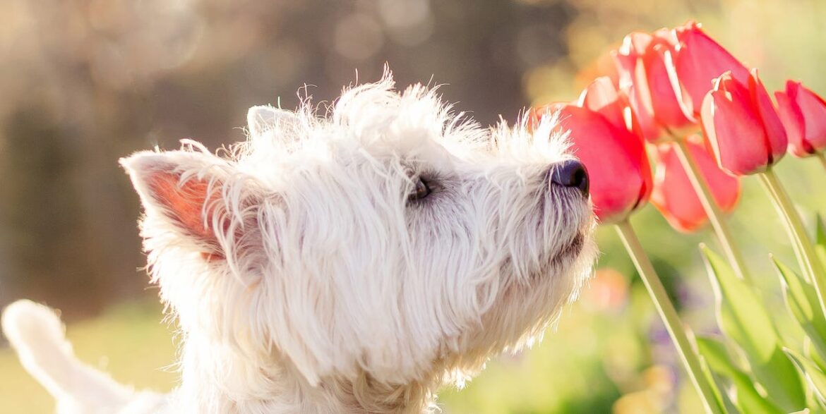 Own A Dog? 3 Toxic Spring Flowers To Avoid – And What To Grow Instead