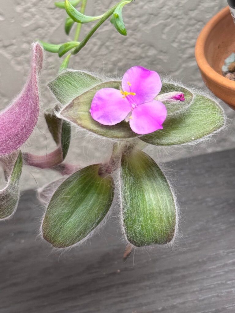 White Velvet blooming ❤️