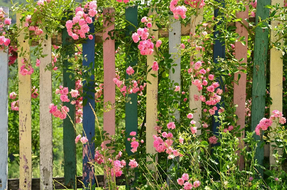 pink blooming rose climbing on colorful wooden fence