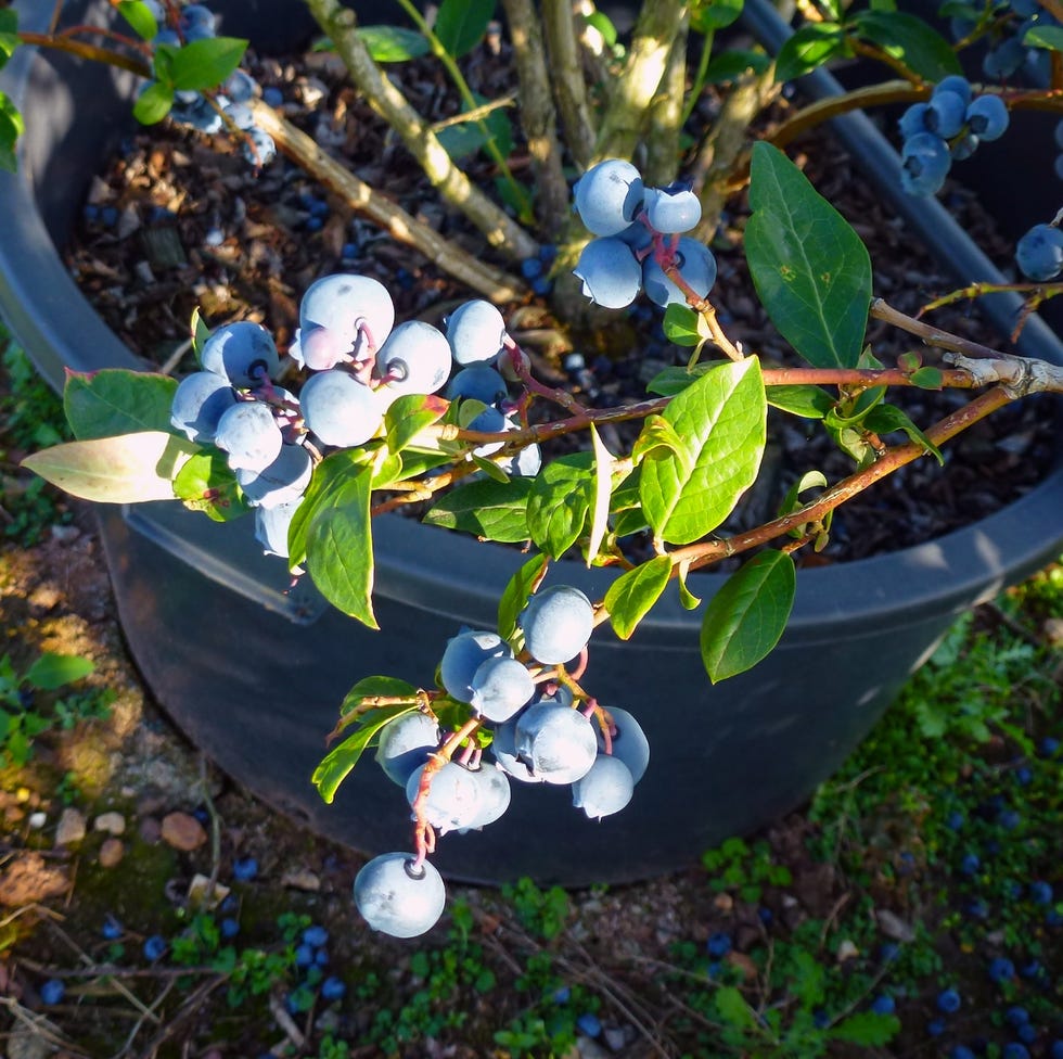 branch of ripe juicy blueberry berry in bright sun. a good harvest of berries. the background is blurred and in shadow branch of ripe juicy blueberry berry in bright sun. a good harvest of berries. the background is blurred and in shadow
