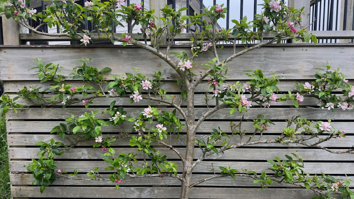 Espaliered apple tree with pink blossoms growing along a trellis in spring
