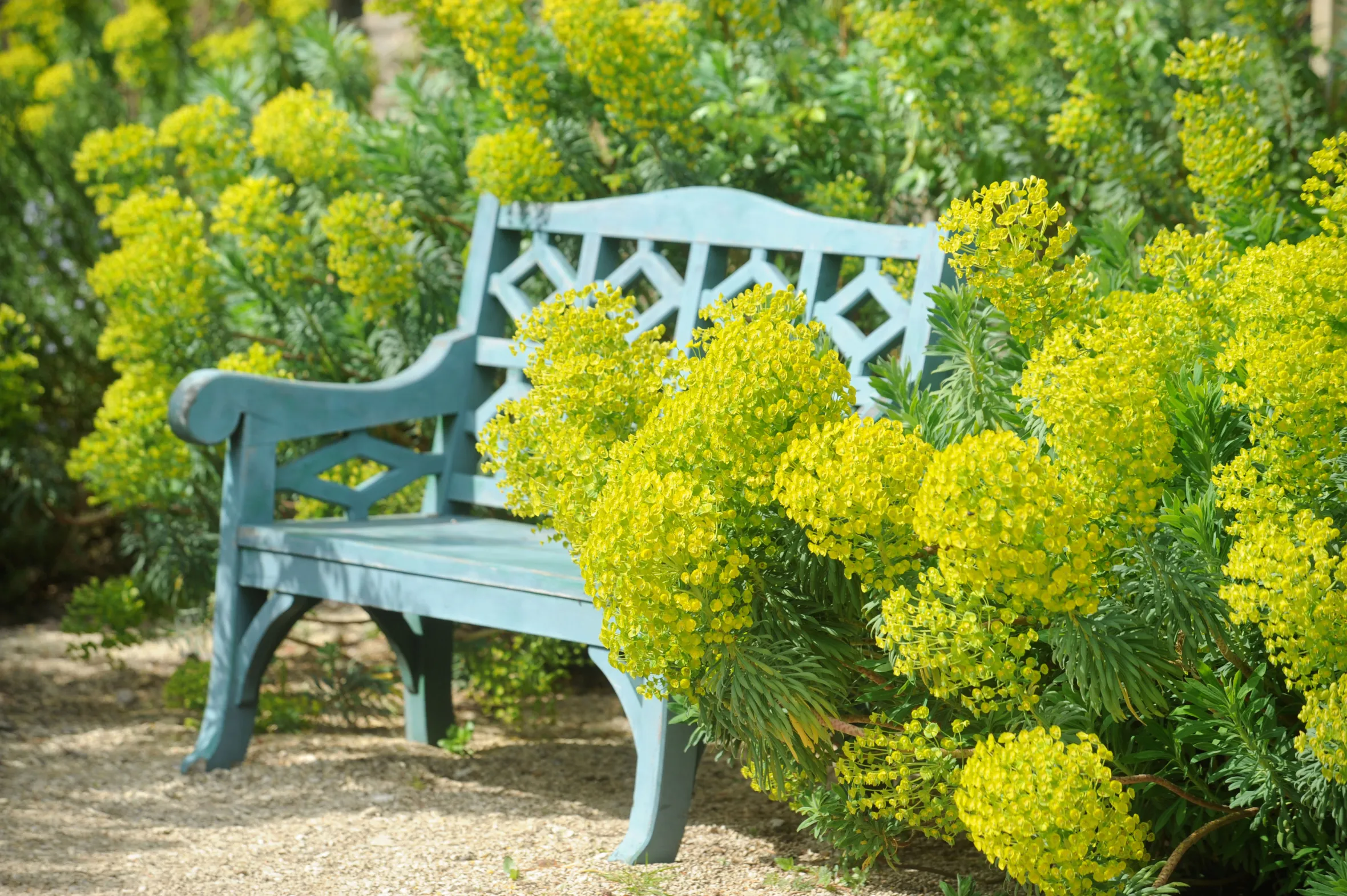 A blue garden bench surrounded by yellow Euphorbia wulfenii plants.