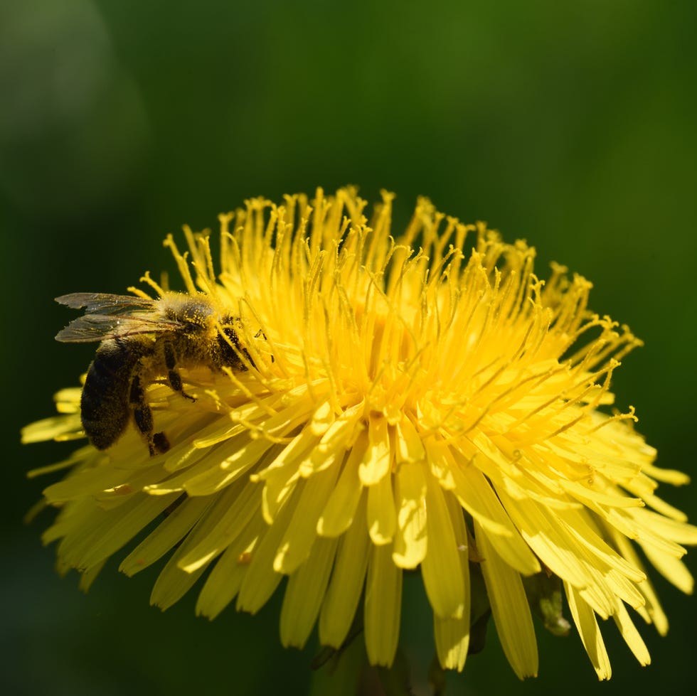 bee on blooming dandelion