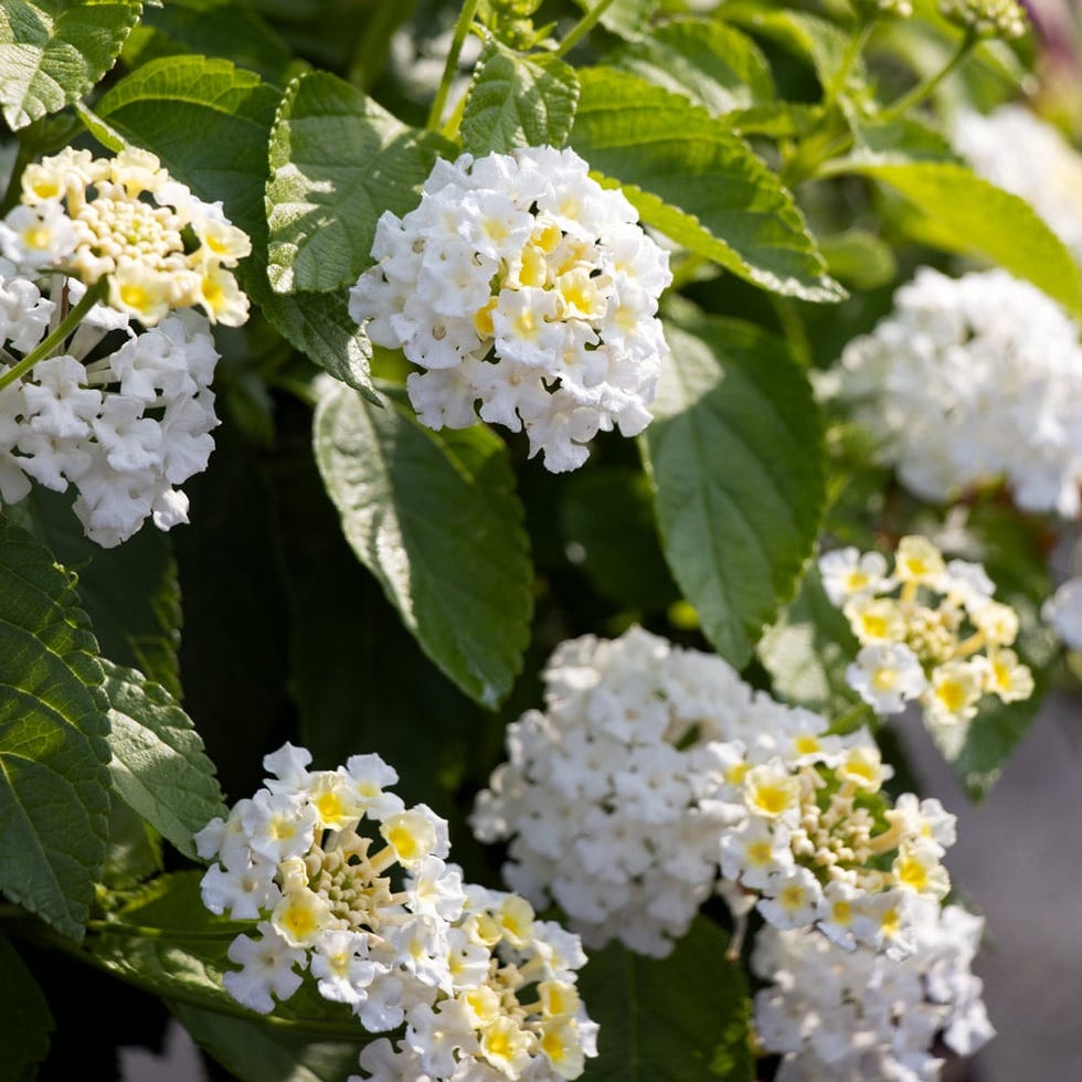 Lantana camara Bloomify™ White