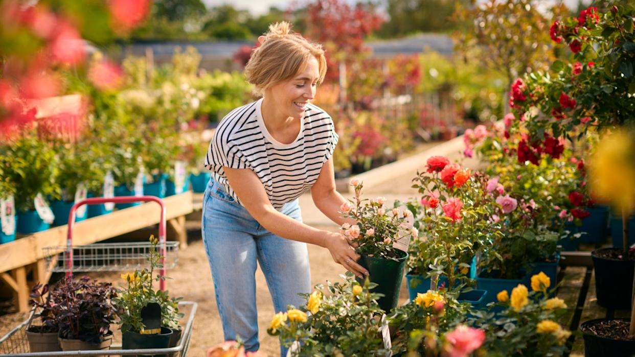 Woman With Trolley Outdoors In Garden Centre Choosing Plants And Buying Rose