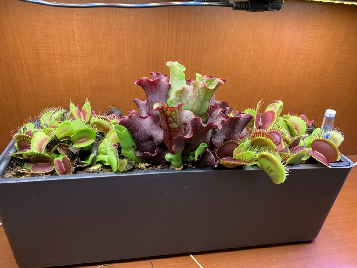 My old B52 and purple pitcher plant set up