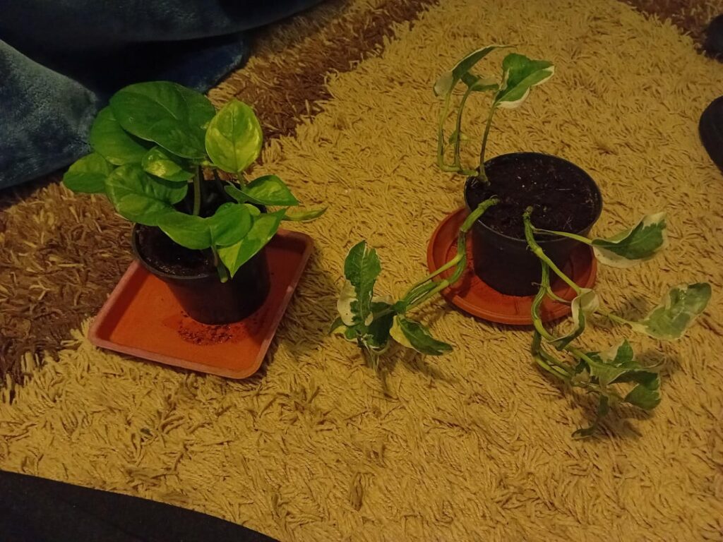 First pothos kinda nervous